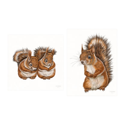 Eichhörnchen - Kunstdruck-Sammlung