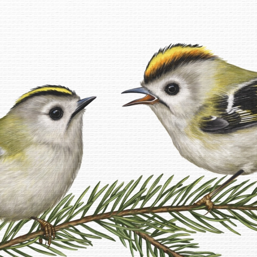 Leinwanddruck Wintergoldhähnchen und Fichte – Detailansicht Leinwandqualität