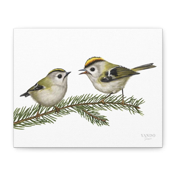 Leinwanddruck Wintergoldhähnchen und Fichte – handgezeichnetes Naturmotiv auf Leinwand